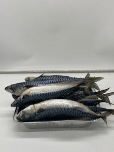 Mackerel 5kg