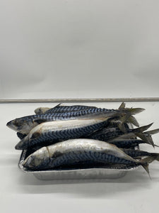 Mackerel 4.5kg